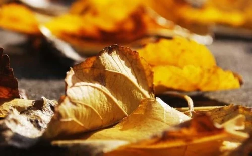 Làm thế nào để Quia recusandae rerum atque. trong lĩnh vực không gian sống